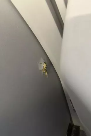 当子弹进入机舱并击中机组人员时,精神航空公司的一架飞机在空中被炮火扫射
