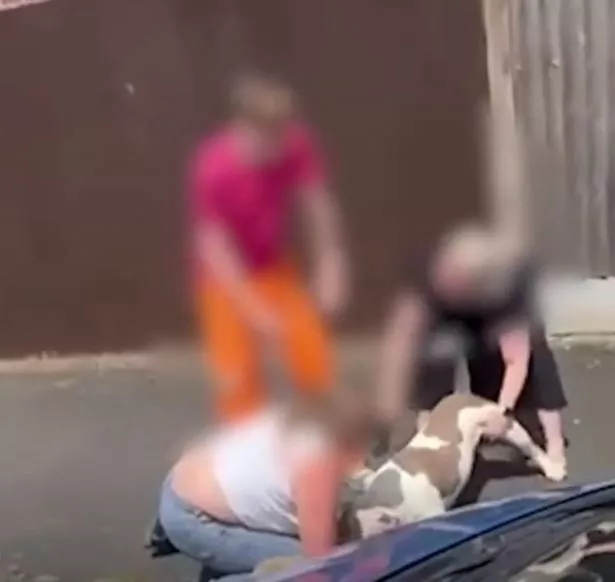 当妈妈尖叫“他杀了我的狗”时,“XL Bully”在街上抓住了拉布拉多犬