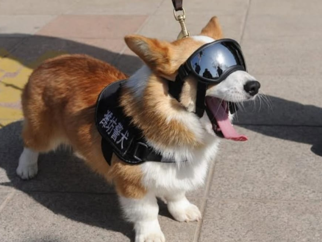 中国首只柯基警犬因工作不当被罚奖金
