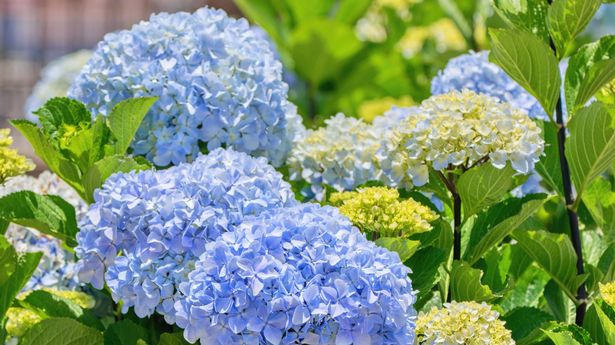 避免在绣球花附近种植的常见植物，因为它会“杀死它们”。